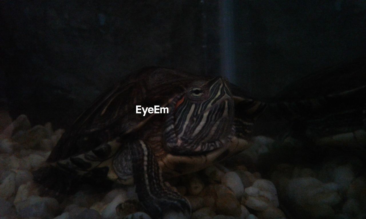 CLOSE-UP OF CROCODILE IN AQUARIUM