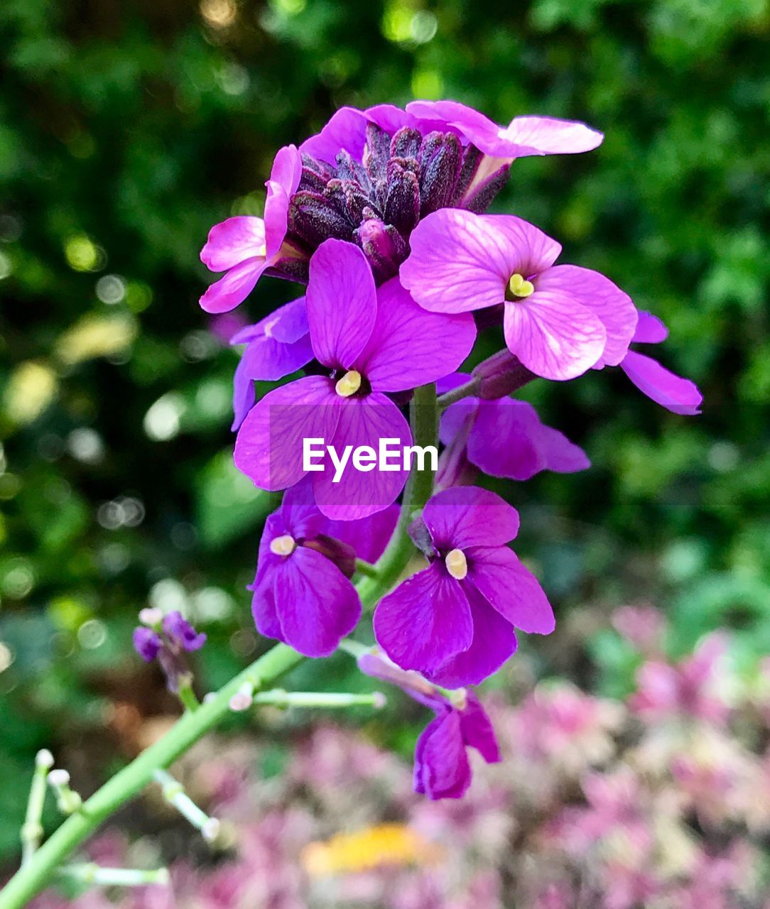 CLOSE-UP OF PURPLE FLOWERS BLOOMING