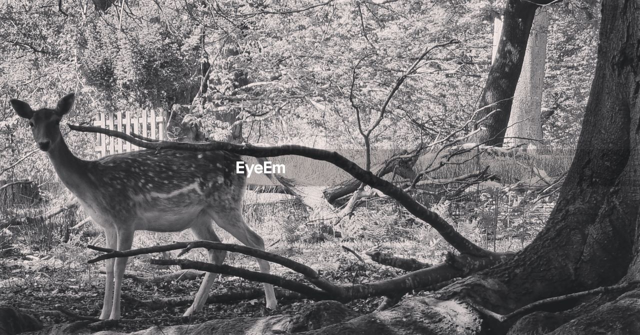 VIEW OF DEER THROUGH TREE TRUNK