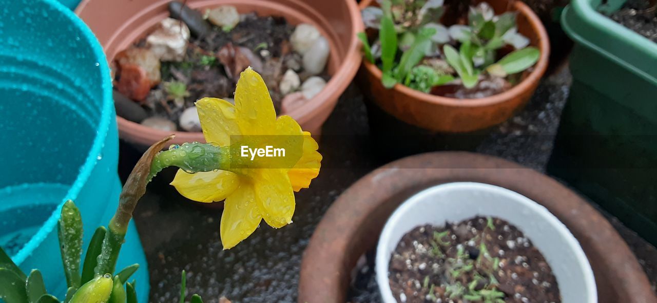 A daffodil looking over the other potted plants.