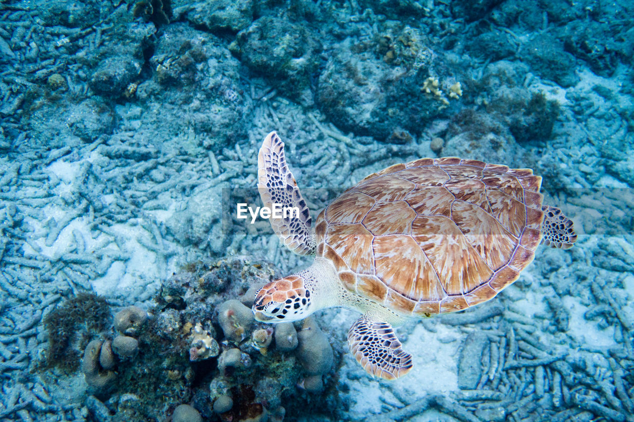 Close-up of turtle swimming in sea