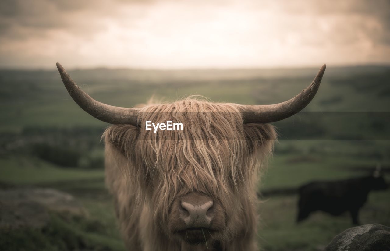 Close-up of highland cattle on field during sunset