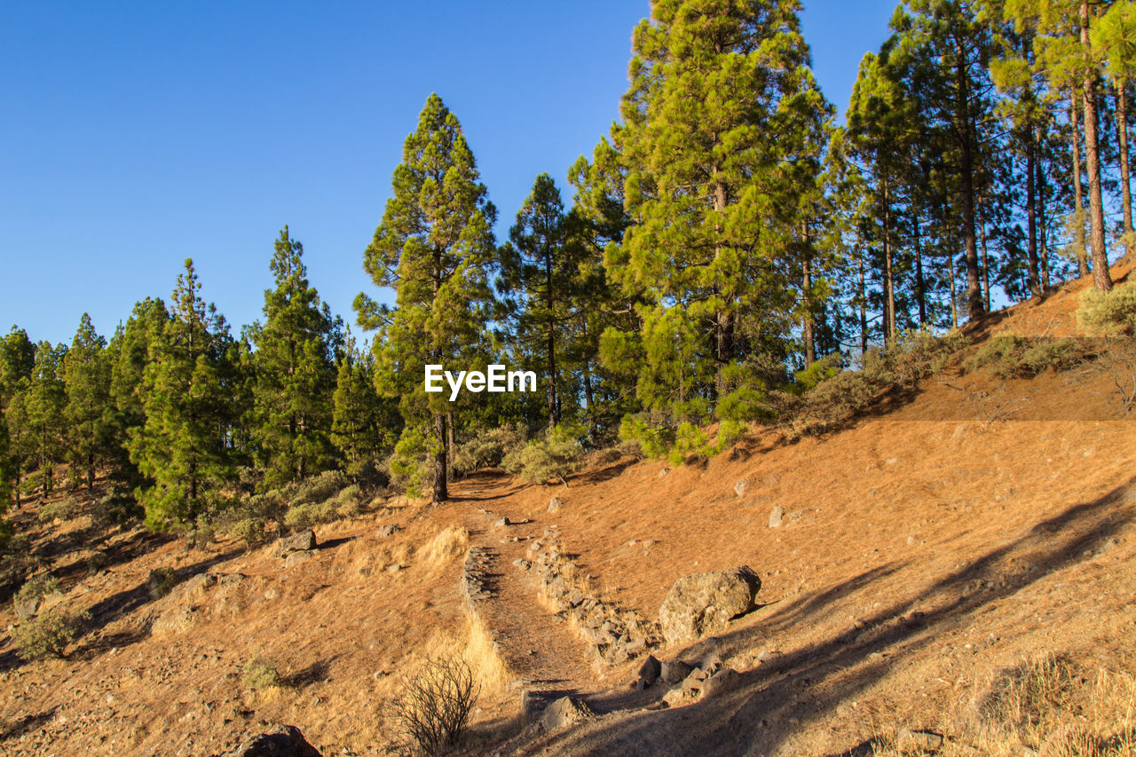 Low angle view of trees on mountain against sky