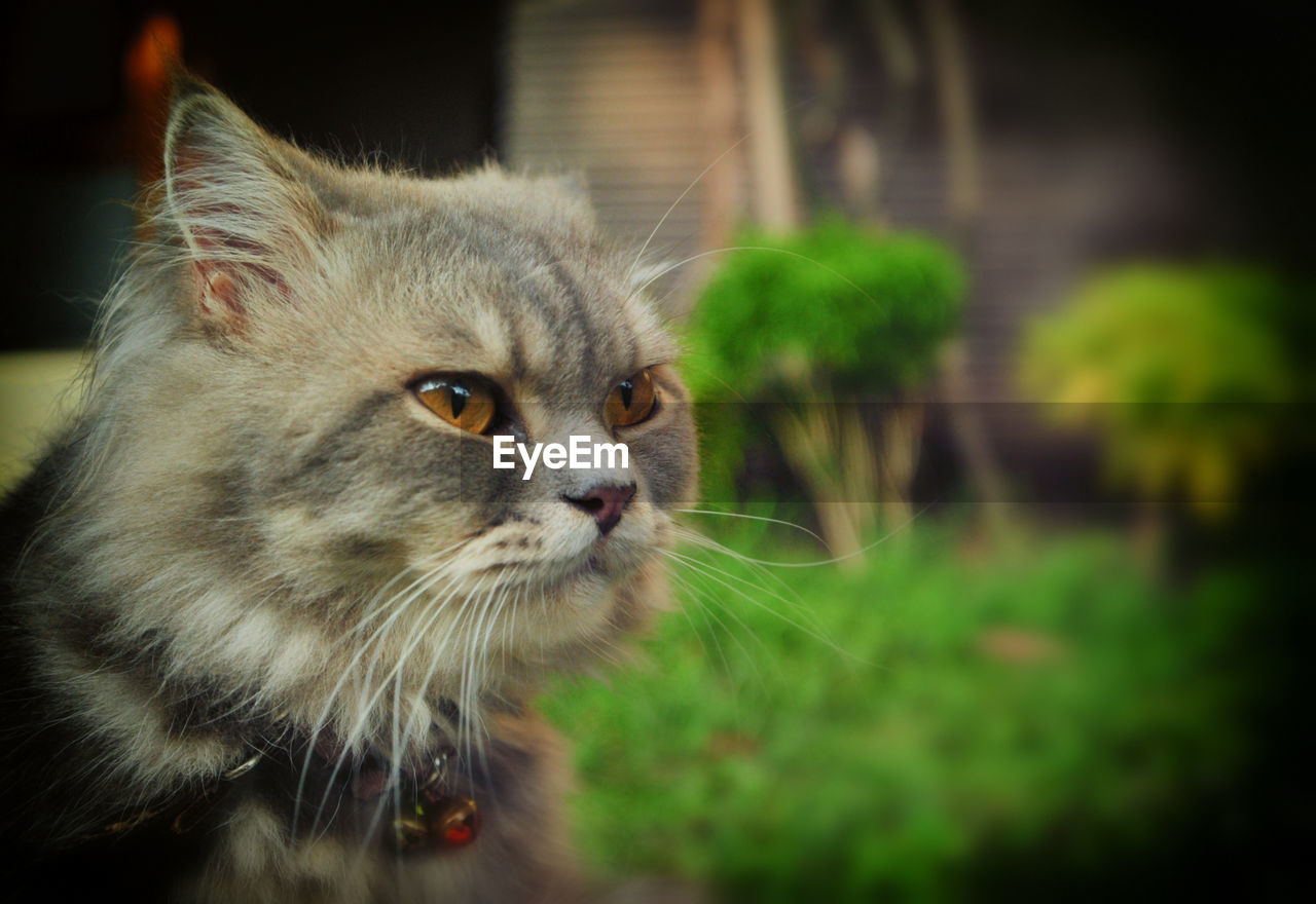 Close-up of maine coon cat looking away in back yard