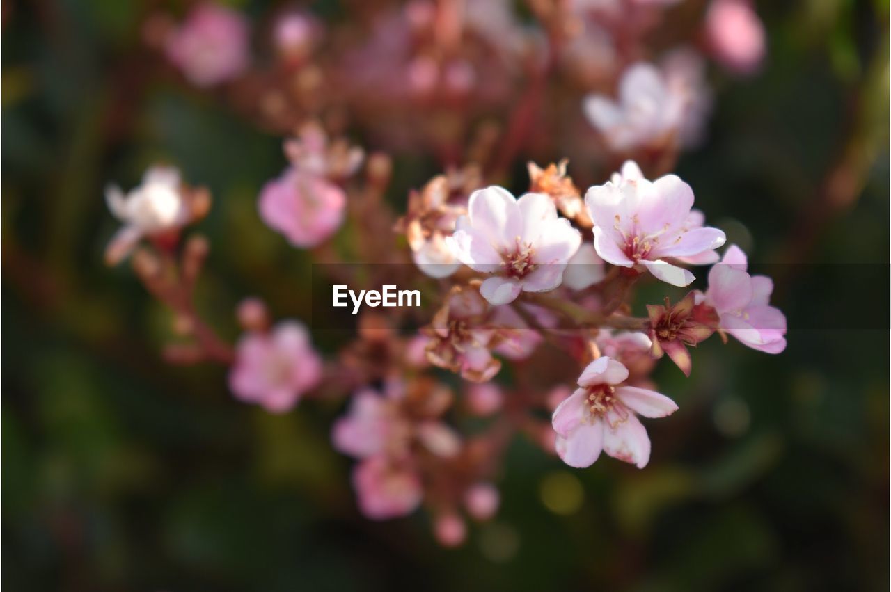 CLOSE-UP OF PINK FLOWERS