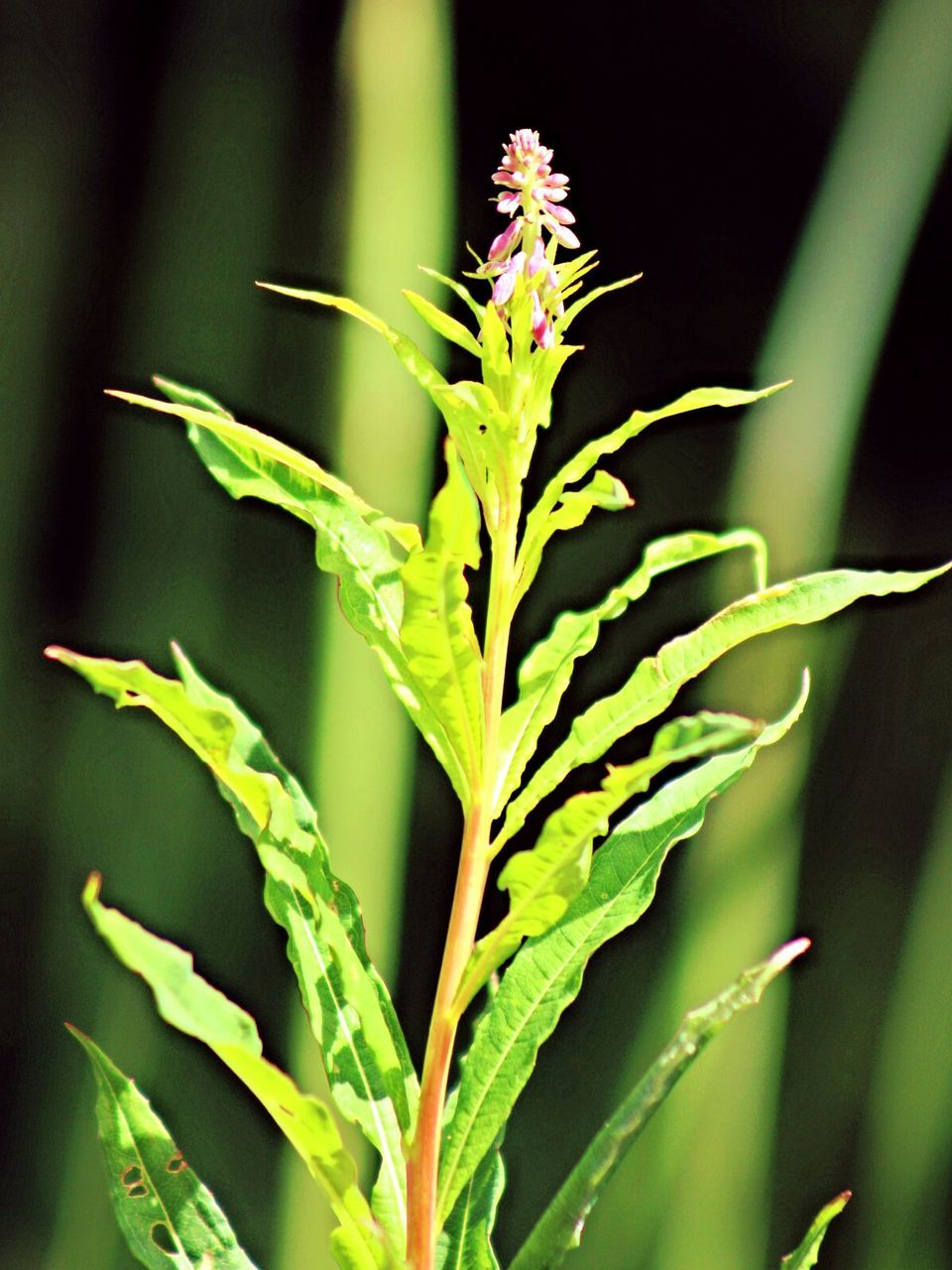 Close-up of flowering plant on sunny day