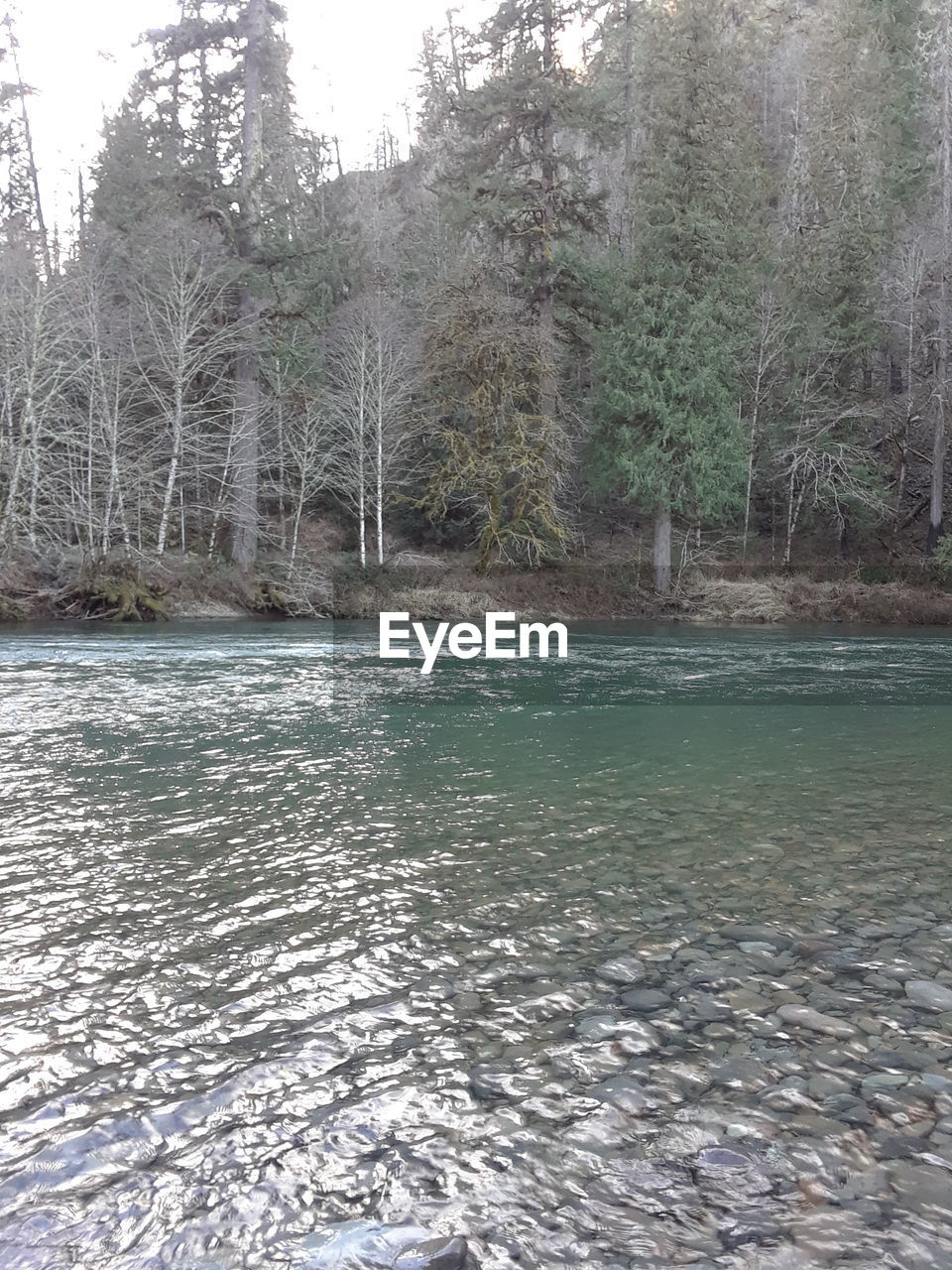 SCENIC VIEW OF LAKE BY TREES IN FOREST