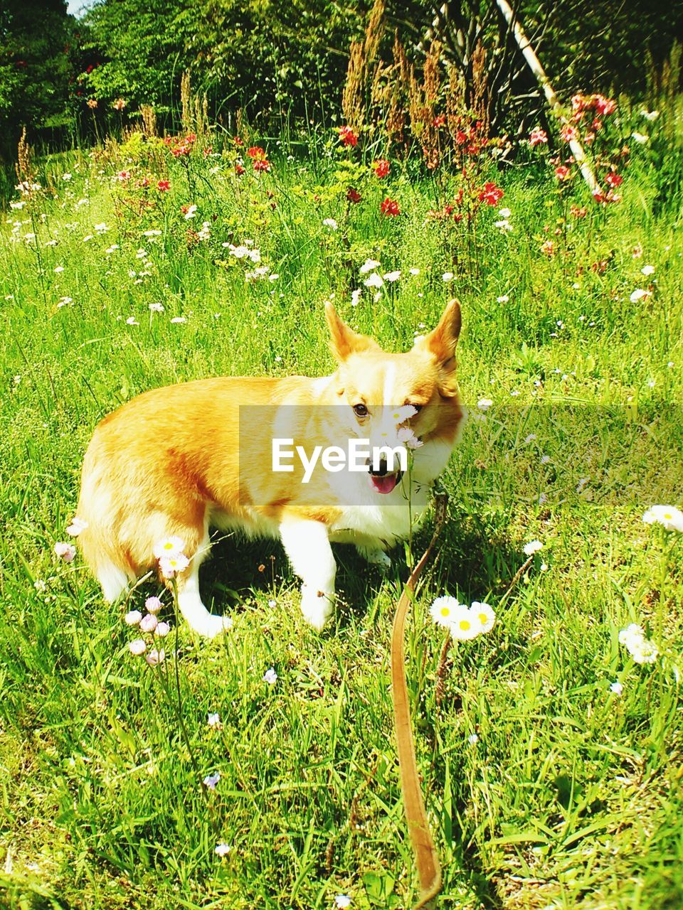 Portrait of dog on grassland