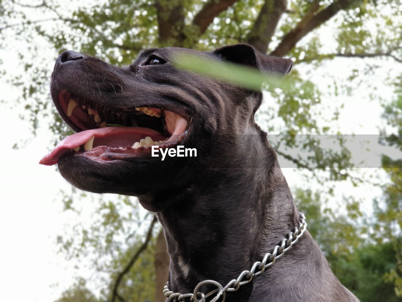 CLOSE-UP OF A DOG LOOKING AWAY OUTDOORS