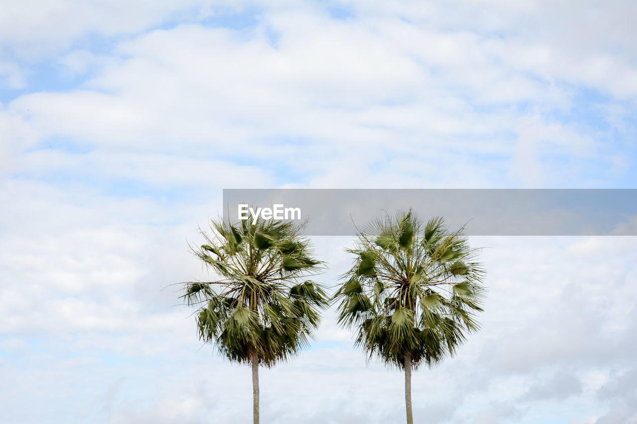 Low angle view of palm trees against cloudy sky