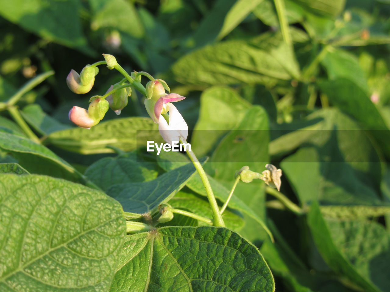 CLOSE-UP OF FRESH RED FLOWERING PLANT