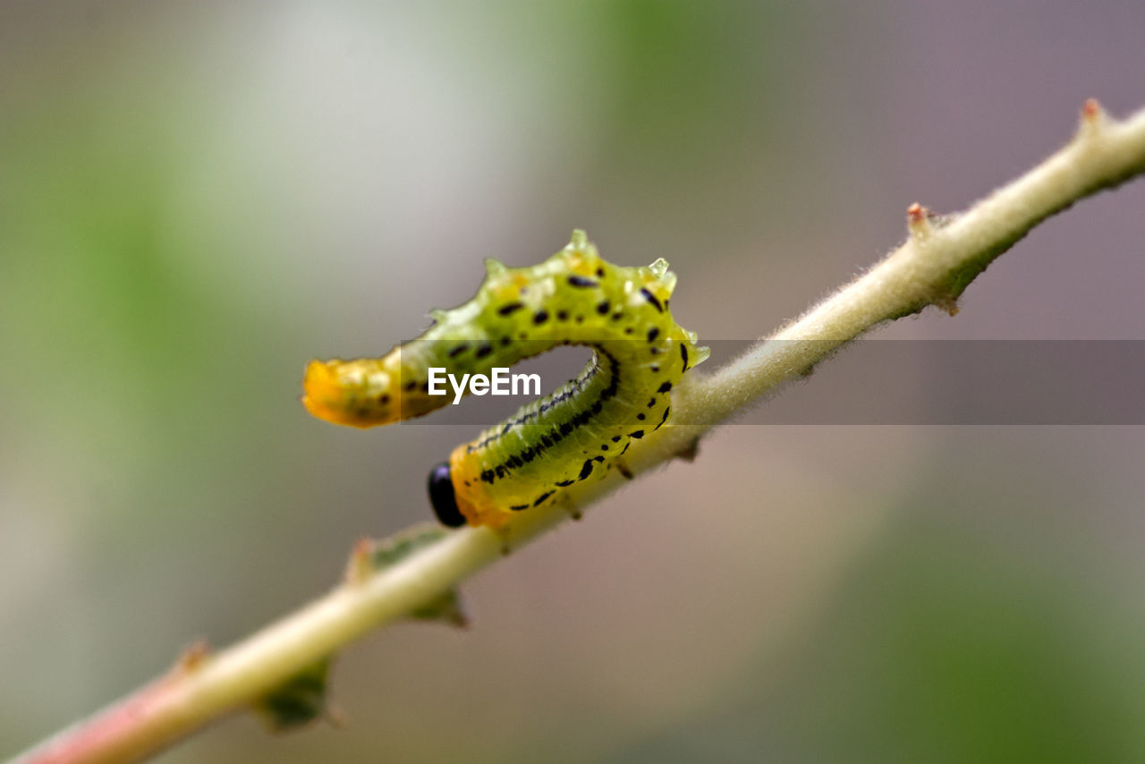 Close-up of caterpillar on branch.