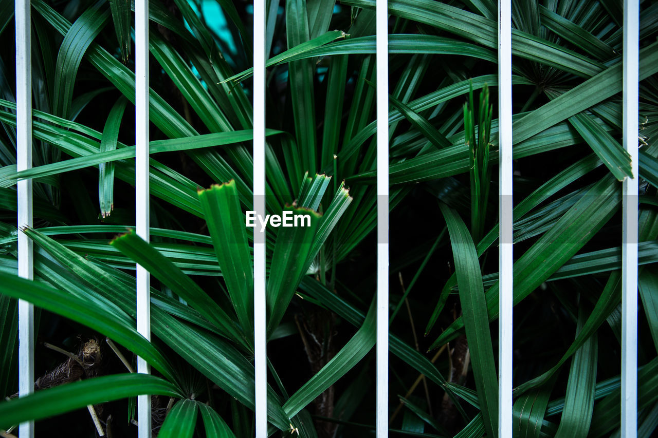 FULL FRAME SHOT OF GREEN PLANTS