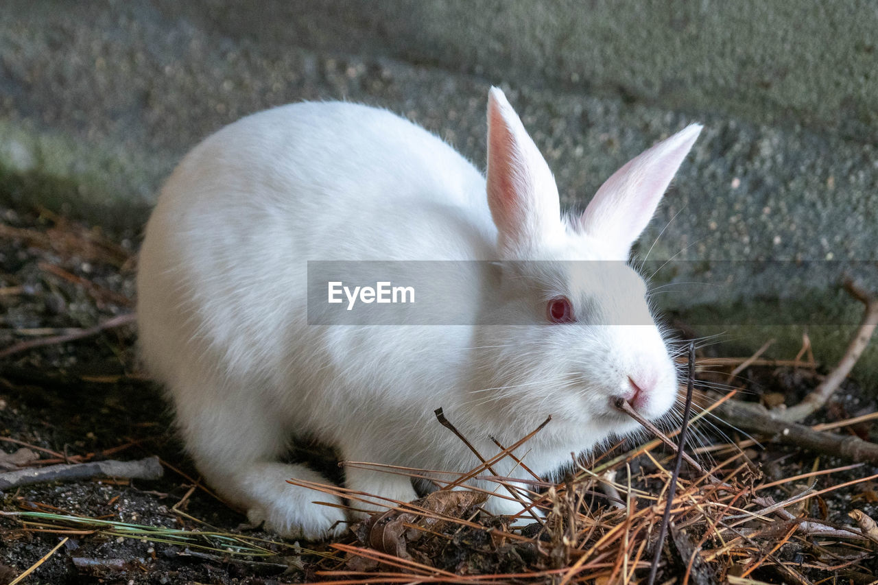 animal, animal themes, mammal, domestic rabbit, one animal, rabbit, pet, rabbits and hares, domestic animals, animal wildlife, no people, whiskers, white, close-up, nature, plant, grass, day, animal body part, outdoors, land, focus on foreground, rodent, cute