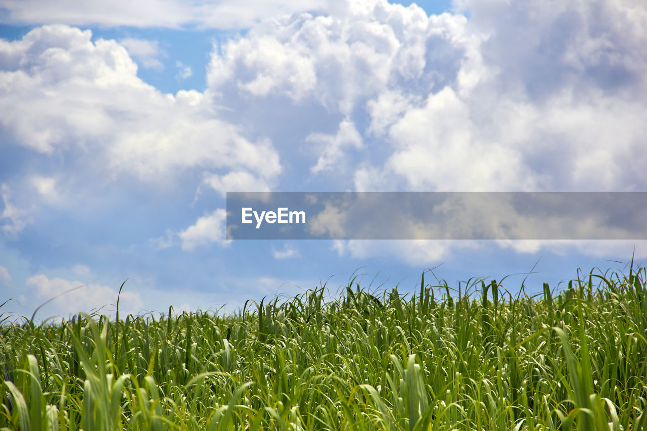 View to sugar corn against cloudy blue sky. mauritius island.