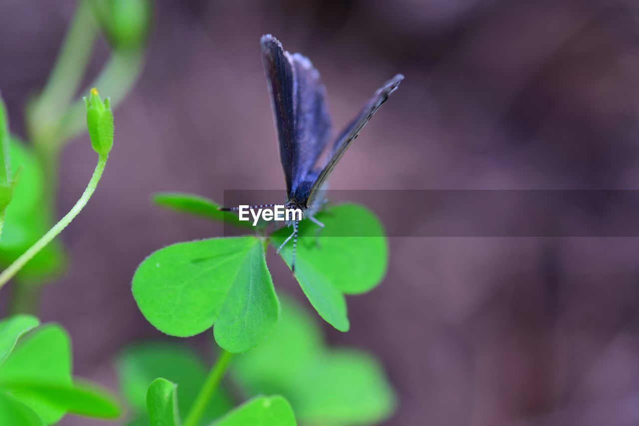 Close-up of butterfly on leaf