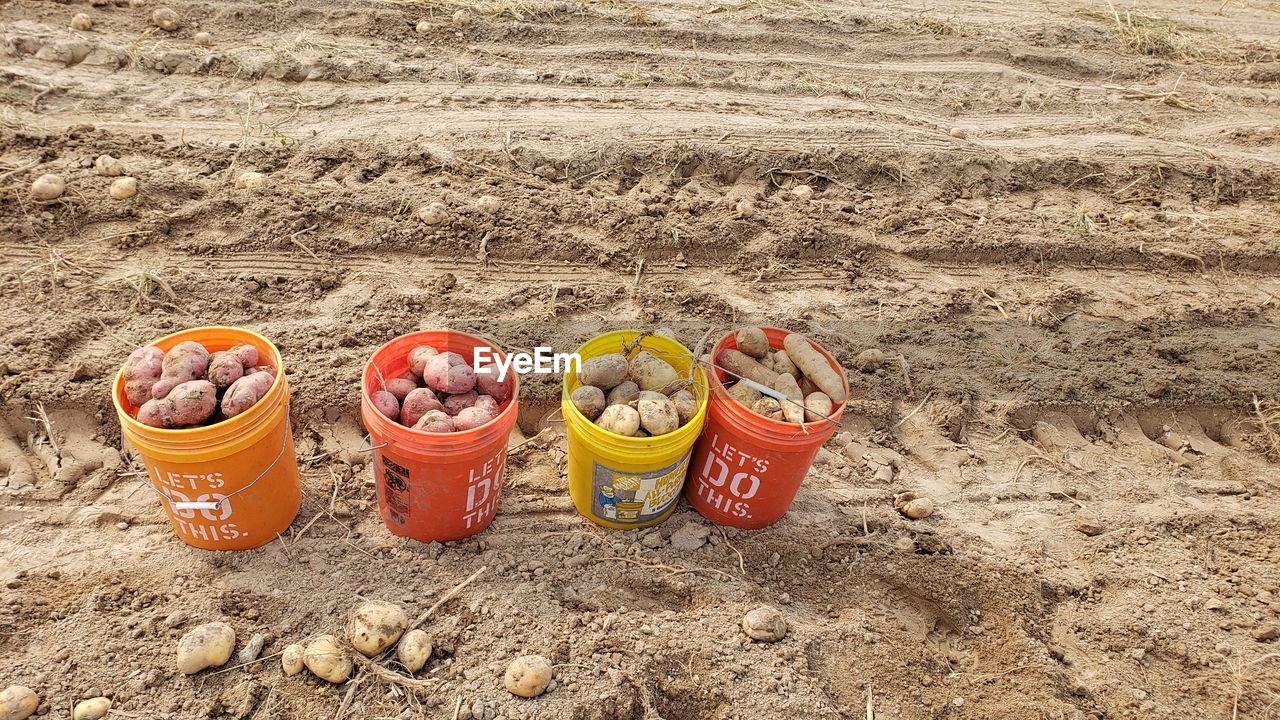 HIGH ANGLE VIEW OF VARIOUS EGGS ON SAND