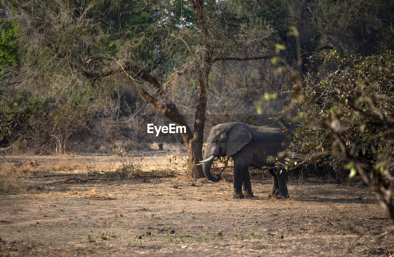 View of elephant walking on street