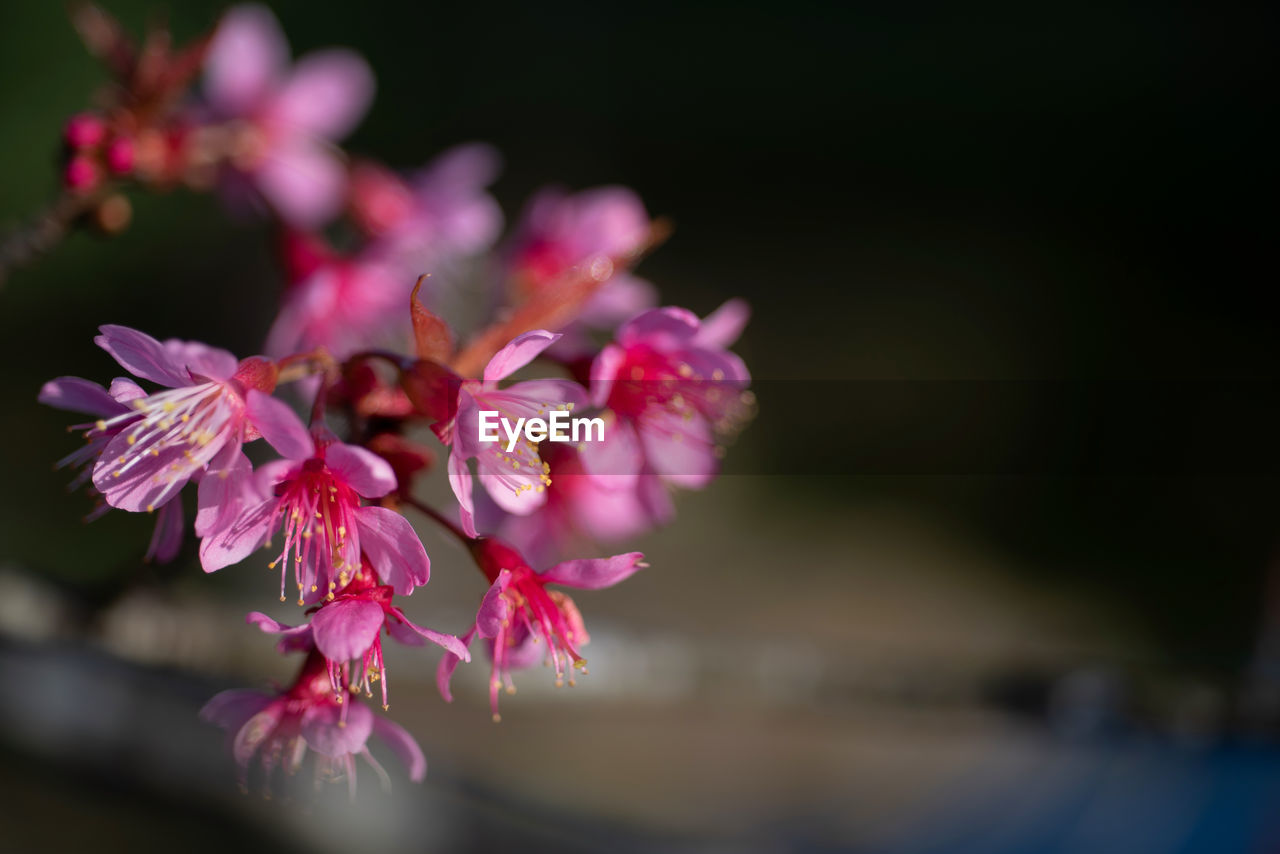 Close-up of pink cherry blossoms