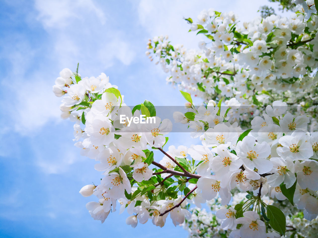 Close-up of cherry blossoms against sky