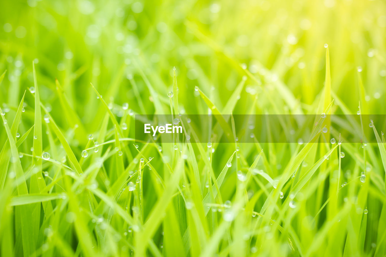 FULL FRAME SHOT OF WET GRASS