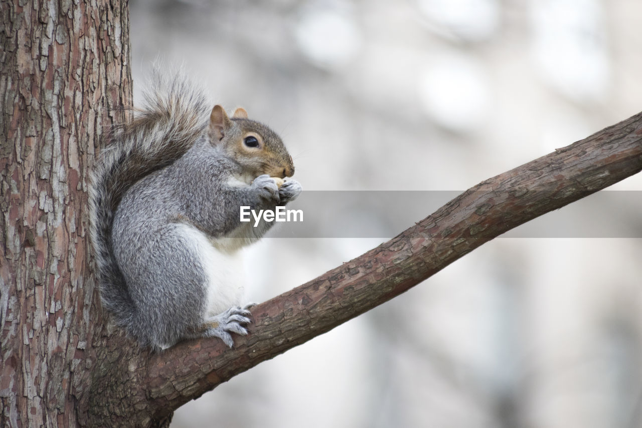 Squirrel perching on tree