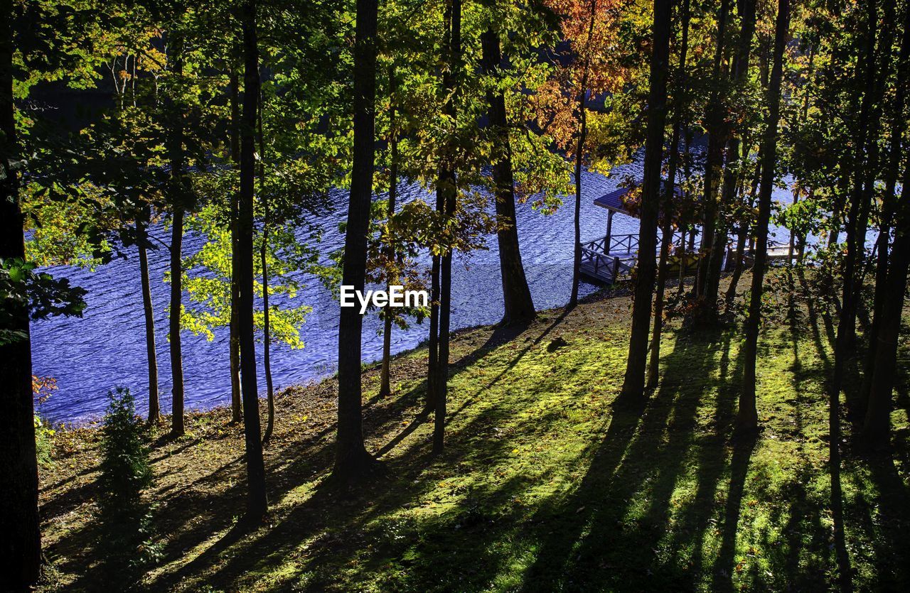 VIEW OF TREES IN FOREST