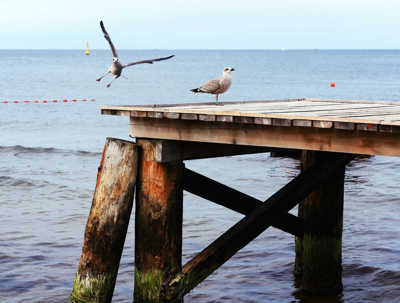 SEAGULLS PERCHING ON WOODEN PIER OVER SEA