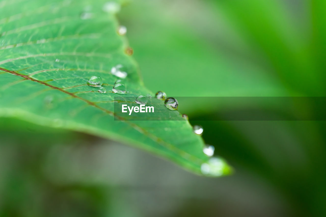 green, leaf, plant part, drop, nature, water, plant, wet, close-up, dew, moisture, beauty in nature, macro photography, no people, selective focus, growth, grass, rain, flower, fragility, plant stem, freshness, macro, day, outdoors, environment, purity, leaf vein, focus on foreground, sunlight, raindrop, tranquility, extreme close-up
