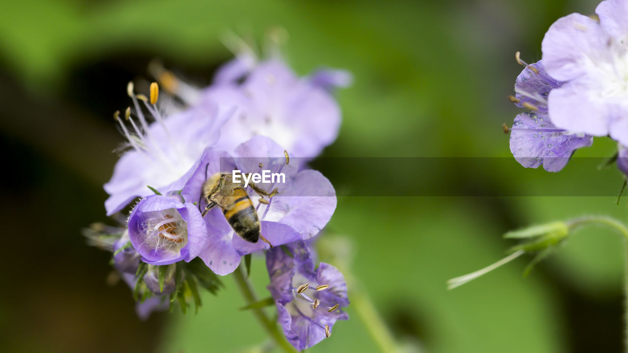 Close-up of honey bee on purple flower