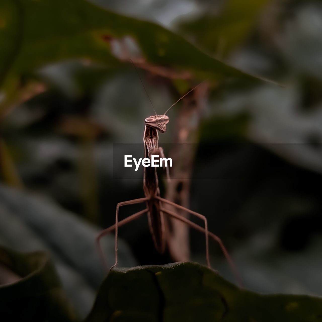 Close-up of insect on leaf