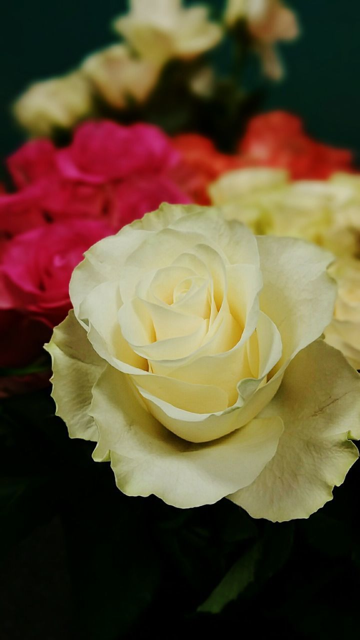 CLOSE-UP OF ROSES