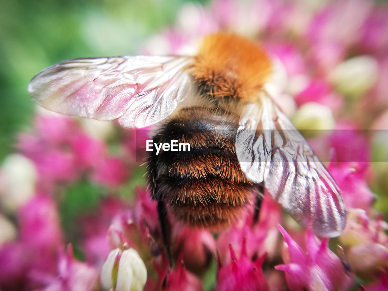 CLOSE-UP OF BEE ON FLOWER