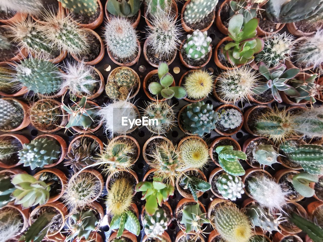 HIGH ANGLE VIEW OF CACTUS PLANTS