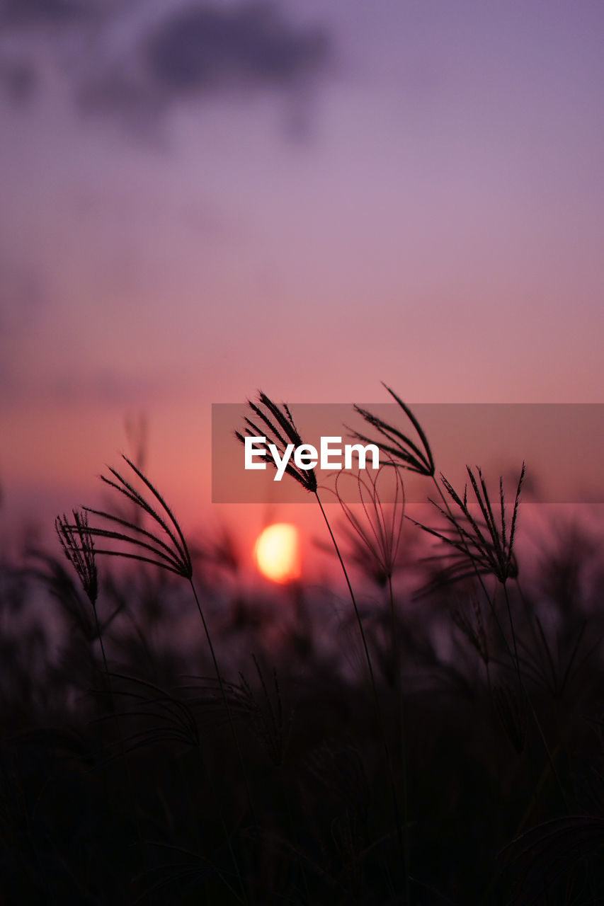 Close-up of wheat growing on field against sky during sunset