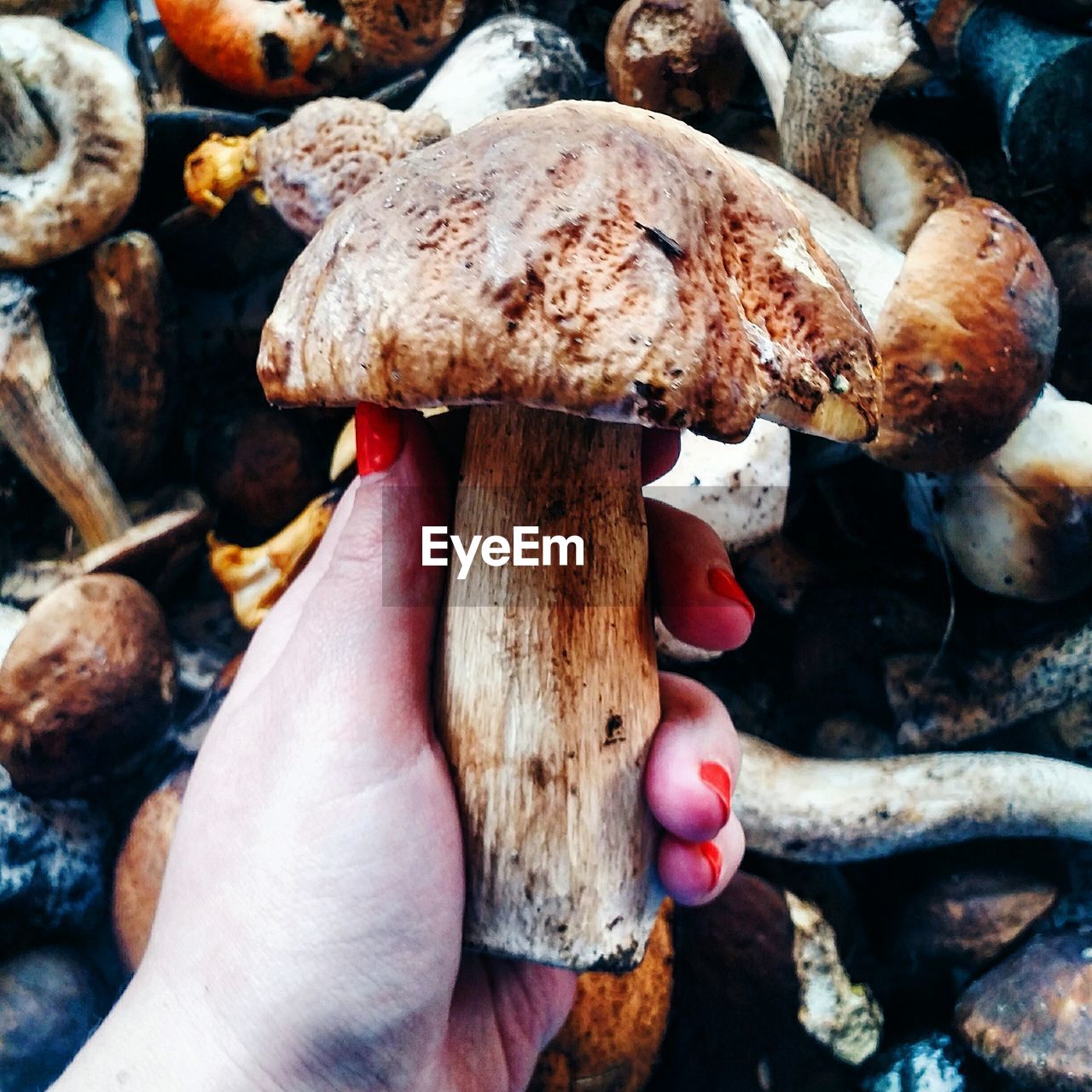 Cropped hand holding edible mushroom
