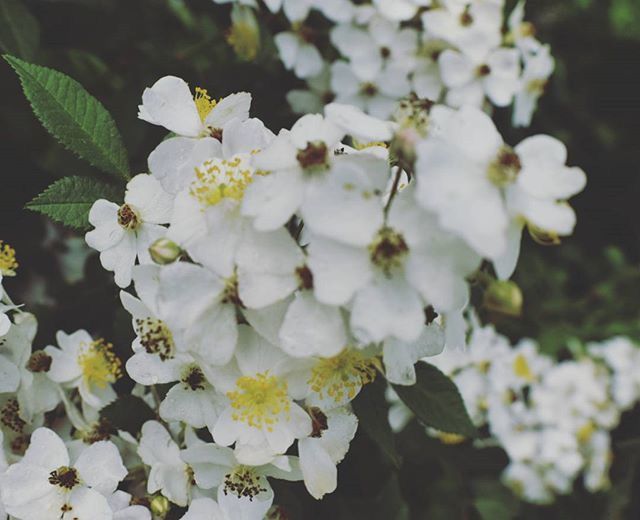 CLOSE-UP OF WHITE FLOWERS BLOOMING OUTDOORS