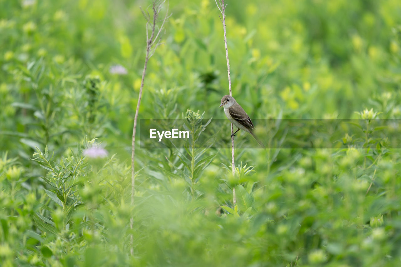 close-up of bird perching on grass