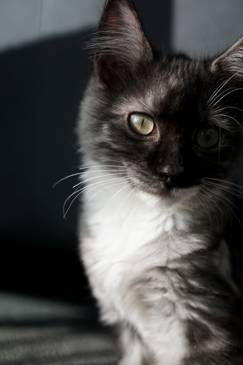 PORTRAIT OF CAT SITTING