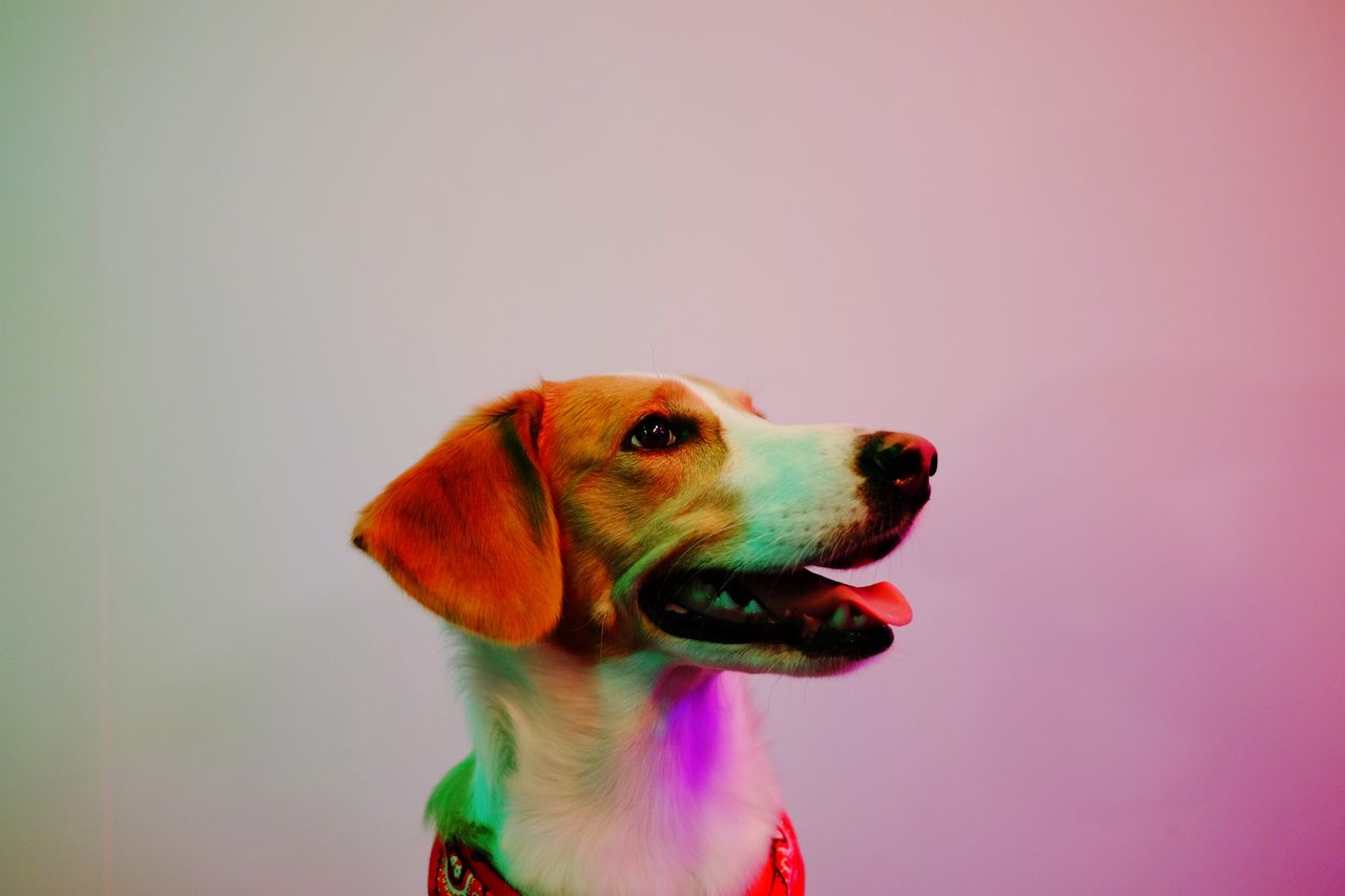 Studio portrait of smiling dog