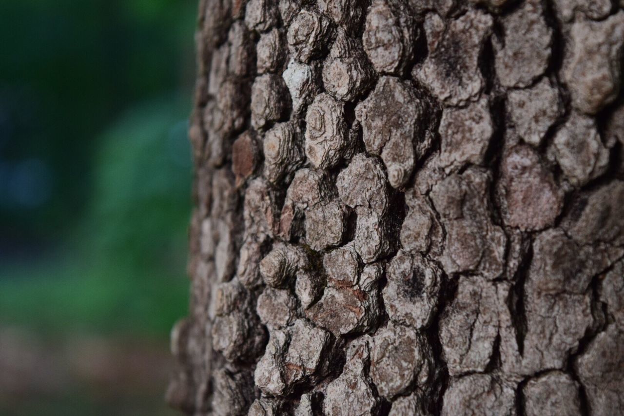 Extreme close-up of tree trunk