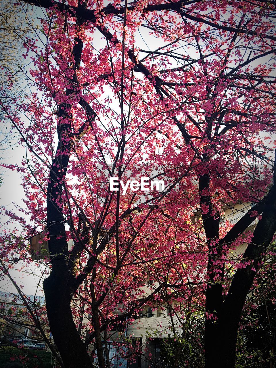 LOW ANGLE VIEW OF TREE AGAINST THE SKY