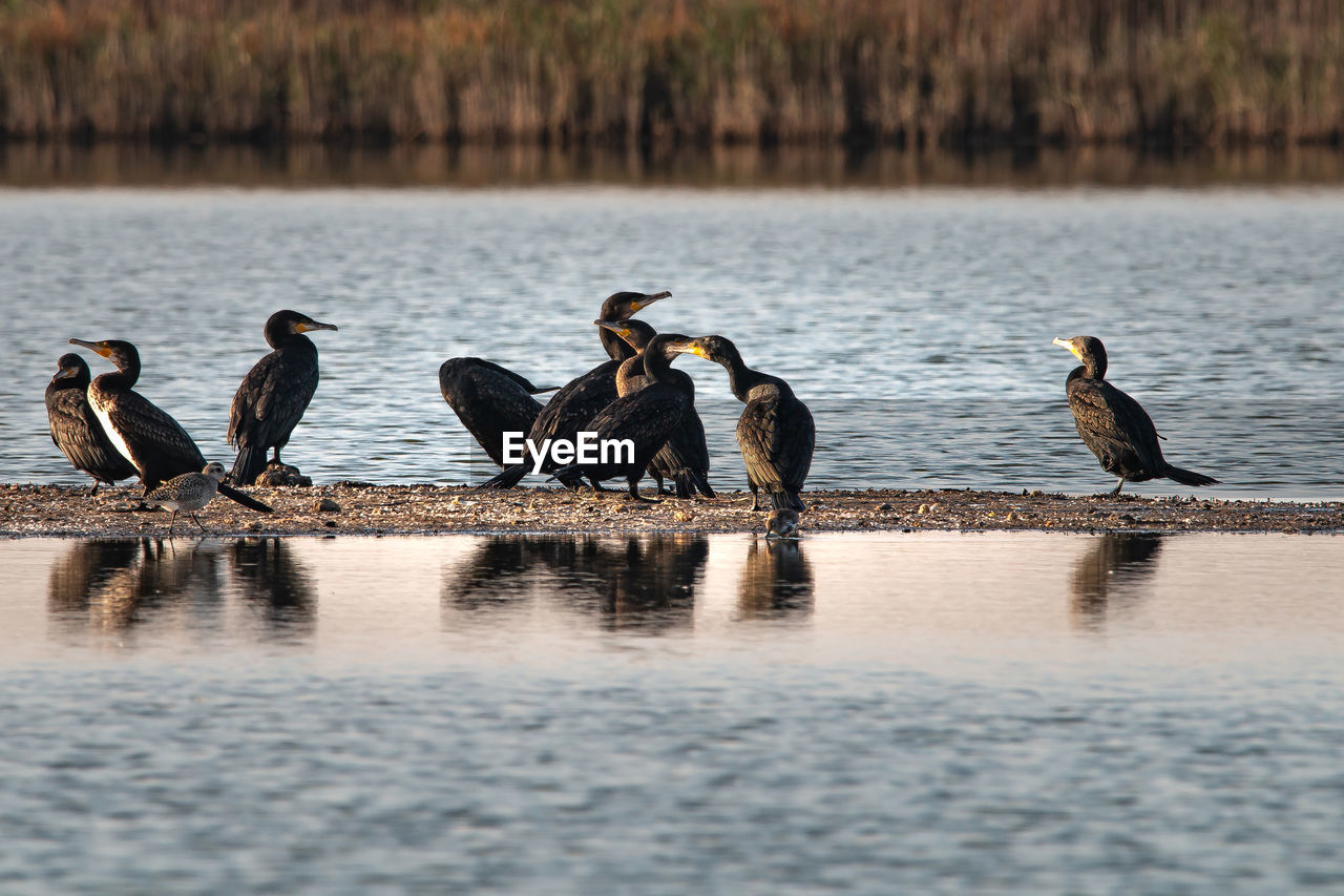 Birds perching on a lake