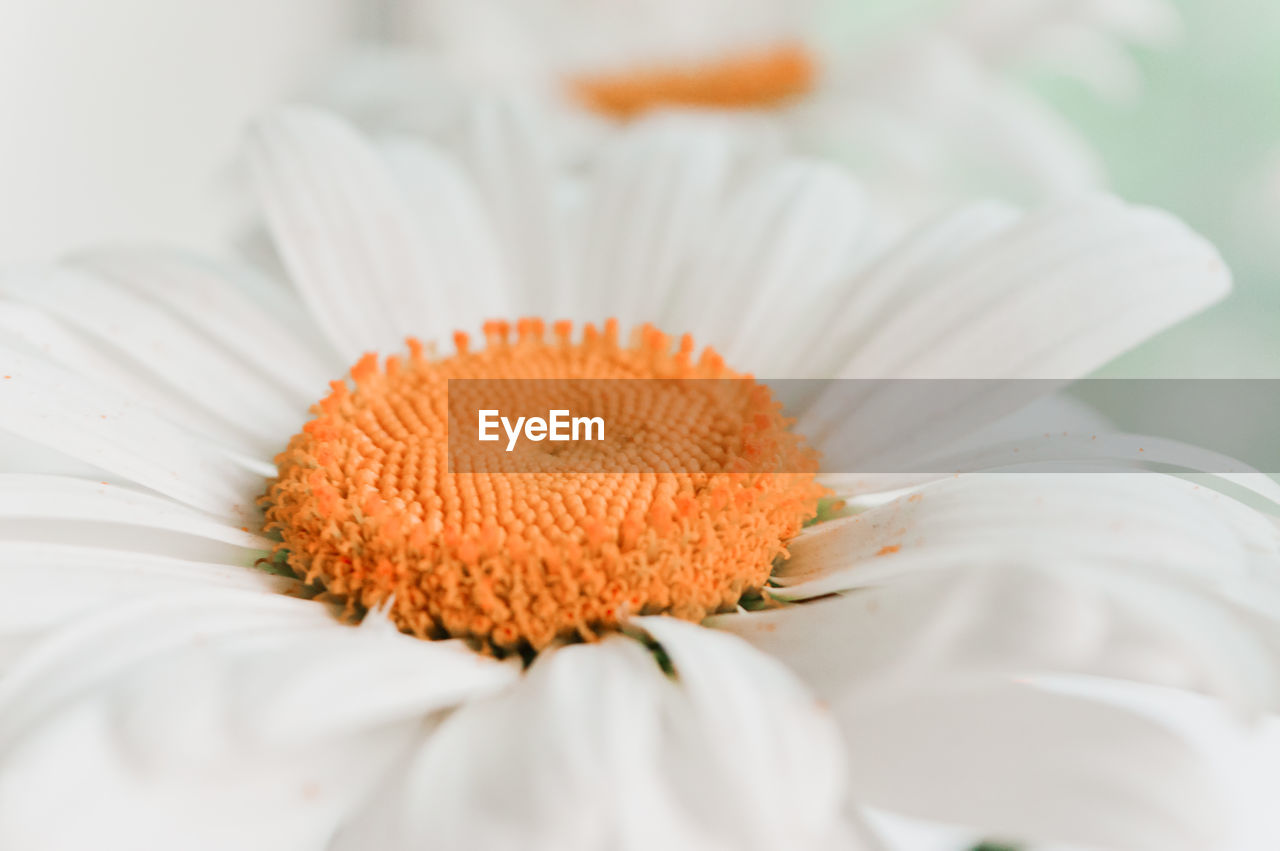 Close-up of white daisy flower