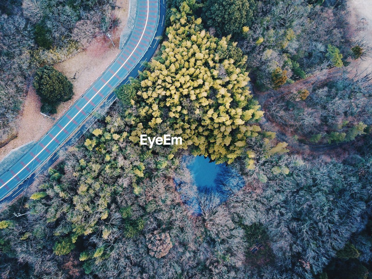 HIGH ANGLE VIEW OF TREES GROWING ON ROAD