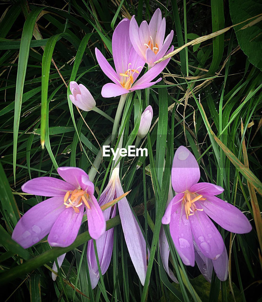 CLOSE-UP OF CROCUS BLOOMING