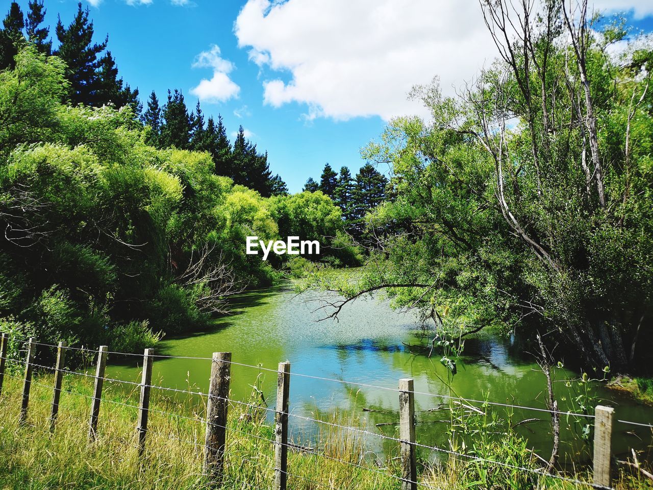 TREES BY LAKE AGAINST SKY