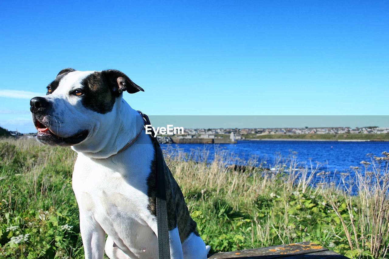 Close-up of dog standing on field against clear sky