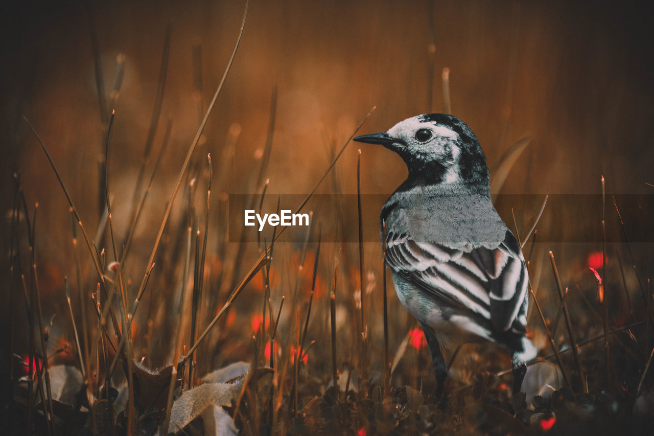 Close-up of bird perching on field