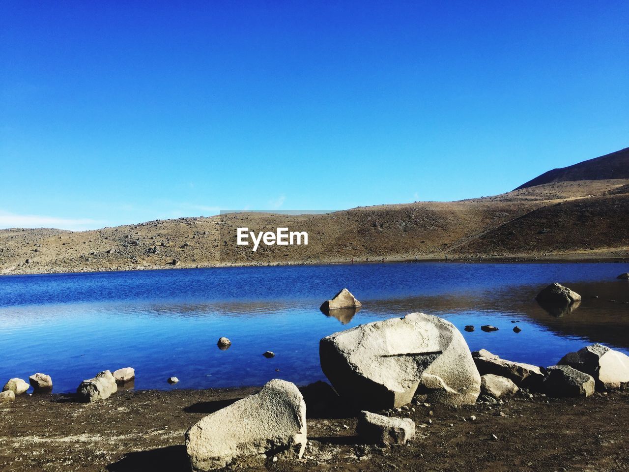 SWANS ON LAKE AGAINST CLEAR BLUE SKY